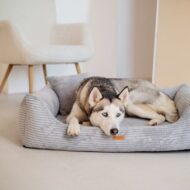 lezacy-husky-w-legowisku-jasnoszarym-rimini.jpg