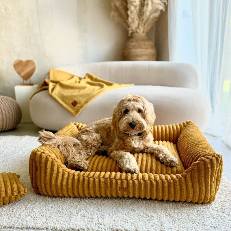 maltipoo-w-legowisku-palermo