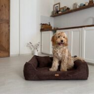 siedzacy-maltipoo-w-brazowym legowisku-rimini